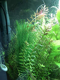 BEGONDIS Aquarium Decorations 5Pcs Fish Tank Artificial Green Water Plants Made of Silk Fabrics Plastic