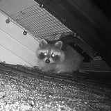 Artowell Raccoon One Way Eviction Door - The Raccoon Trap Contactless Excluder, Raccoon Repellent Perfect for Outdoor Spaces Like Attics, Chimneys & Under Decks. Fast Results, Easy DIY Installation