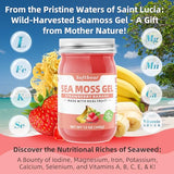 softbear Sea Moss Gel Strawberry Banana Flavored 12 OZ - Wildcrafted Irish Sea Moss Gel Organic Raw 92 Minerals and Vitamins Non-GMO Gluten-Free Vegan Supplements Immune Digestive Support