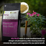 Kelp Bliss - Pure Kelp Meal - Organic Kelp Fertilizer for Growing Healthy Plants, Crops, and Gardens! Increases Fruit and Vegetable Yield! (10 lbs)