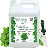 Minty Insect & Pest Control, Powerful & Natural 5% Peppermint Oil Spray for Ants, Spiders, Bed Bugs, Dust Mites, Roaches and More - Indoor and Outdoor Use, 128 fl oz Gallon