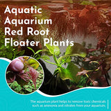 30+ Red Root Floater - Live Aquarium Plants - 4oz Cup