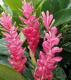 Hawaiian Pink Ginger Roots Alpinia Purpurata1 Package KV1 Discount Hawaiian Gifts