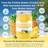softbear Sea Moss Gel Pineapple Flavored 12 OZ - Wildcrafted Irish Sea Moss Gel Organic Raw 92 Minerals and Vitamins Non-GMO Gluten-Free Vegan Supplements Immune Digestive Support