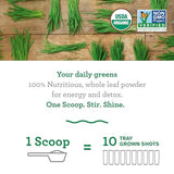 Amazing Grass Wheat Grass Powder: 100% Whole-Leaf Wheat Grass Powder for Energy, Detox & Immunity Support, Chlorophyll Providing Greens, 30 Servings