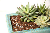 Succulent & Cactus Soil Mix by Perfect Plants (8QTS)