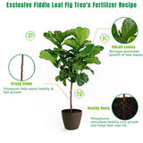 Fiddle Leaf Fig Tree Fertilizer (21 Ounces), House Ficus Plant Food, Figs Fertilizer with NPK Ration of 3-1-2 for Healthy Roots, Stems and Leaves