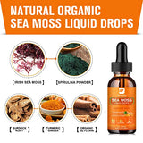 B BEWORTHS Sea Moss Liquid Drops - Organic Irish Sea Moss Raw Gel with Burdock Root, Tumeric, Spirulina, Seamoss Gel Supplement for Immune, Joint & Thyroid, Digestive Support - 2 Fl Oz, Vegan