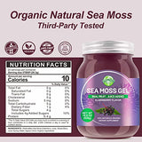 18.5OZ Sea Moss Gel, Organic Raw Wildcrafted Irish Seamoss Gel Immune and Digestive Support Vitamin Mineral Antioxidant Supplements, Elderberry,Mixed Berry Flavor