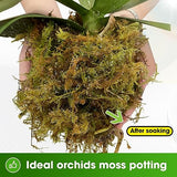 DUSPRO Big Bag Dried Forest Moss for Plant Propagation Sphagnum Moss Bulk for Orchid Repotting Mix Organic Soil Medium Bale Premium Hand Selected 16 QRT