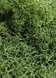 SuperMoss (21757) Reindeer Moss Preserved, Forest, 8oz (200 cubic inch)
