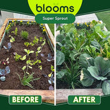 Blooms Super Sprout | All-Purpose Liquid Plant Food for Home Gardening | Ready-to-Use 10-3-3 Foliar Spray Kelp for Indoor and Outdoor Plants | Micronutrients for Sustainable and Vibrant Plant Growth