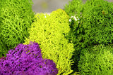 Super Moss 21669 Reindeer Moss Preserved, Chartreuse, 8oz (200 cubic inch)