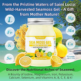softbear Seamoss Gel Lemon Flavor 18 OZ - Wildcrafted Irish Sea Moss Gel Organic Raw with 92 Minerals & Vitamins Non-GMO Gluten-Free Vegan Supplement Immune Digestive Support
