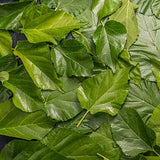 White Mulberry Leaf Tea 60-Teabags (Morus Alba)