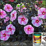 EarthPods Premium Hibiscus & Tropical Flower Plant Food – Easy Organic Fertilizer Spikes – 100 Capsules – Boosts Blooms, Color, Root + Foliar Growth (Perfect for Hibiscus, Bougainvillea & Plumeria)