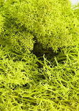 Super Moss 21669 Reindeer Moss Preserved, Chartreuse, 8oz (200 cubic inch)