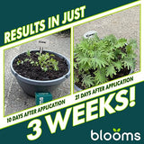 Blooms Super Sprout | All-Purpose Liquid Plant Food for Home Gardening | Ready-to-Use 10-3-3 Foliar Spray Kelp for Indoor and Outdoor Plants | Micronutrients for Sustainable and Vibrant Plant Growth