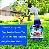 Nature's MACE Dog Repellent 40oz Spray/Treats 1,000 Sq. Ft. / Keep Dogs Out of Your Lawn and Garden/Train Your Dogs to Stay Out of Bushes/Safe to use Around Children & Plants