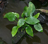 3 Aquatic Plants Bundle | Live Plants for Freshwater Aquariums (3 X Anubias VAR Nana Plants)