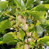 White Mulberry Leaf Tea 60-Teabags (Morus Alba)