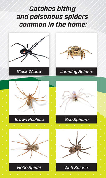 RESCUE! Spider Traps – Catches Brown Recluse, Hobo Spiders, Black Wido ...