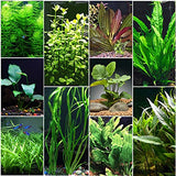 Florida 10 Species Live Aquarium Plants Bundle