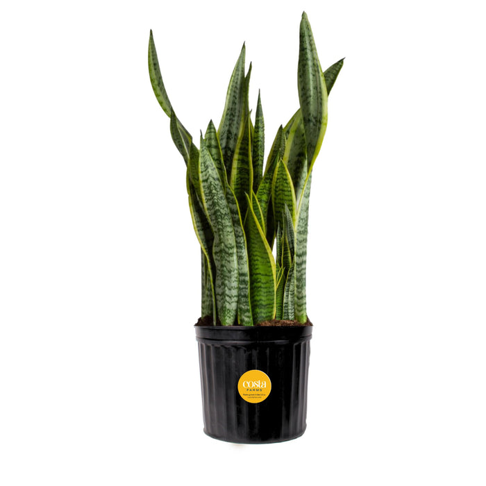 Costa Farms Snake Plant, Live Indoor and Outdoor Sansevieria Plant, Easy Care Tropical Houseplant Potted in Nursery Pot, Air Purifying Succulent Plant in Soil, Housewarming, Home Décor, 2-3 Feet Tall