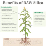 RAW Silica 8oz - High-Purity Plant Supplement for Stronger Growth and Stress Resistance - Essential Silicon Nutrient for Hydroponics, Soil, and Coco Coir