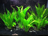 3 Aquatic Plants Bundle | Live Plants for Freshwater Aquariums (3 X Amazon Sword Plants)