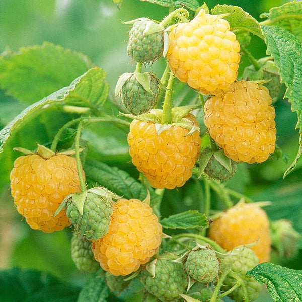 2 Golden Everbearing Raspberry Plants Live for Planting Outdoors, Swee