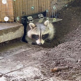 R108 Raccoon One Way Excluder Door | Live Trap Alternative | Raccoon Eviction