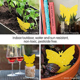 Trappify Sticky Gnat Traps for House Indoor - Yellow Fruit Fly Traps for Indoors/Outdoor Plant - Insect Catcher White Flies, Mosquitos, Fungus Gnat Trap, Flying Insects - Disposable Glue Trapper (12)