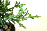 9Greenbox Best Gift Bonsai Juniper Tree, 4 Pound