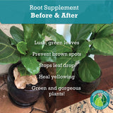 Houseplant Resource Center - Root Supplement, Liquid Root Stimulator - for Fiddle Leaf Fig & Indoor Plants - Propagation Promoter, Root Rot Treatment - Food for Healthy Roots, Stems, & Leaves - 8 Oz