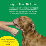 Dna My Dog Essential Test –Breed ID Test Mixed Breed Identification, Personality Traits, for Puppies to Adult Dogs, Non-Invasive Cheek Swab