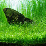 Potted Live Aquarium Plants | Freshwater Aquatic Plants for Aquariums (Giant Grass)