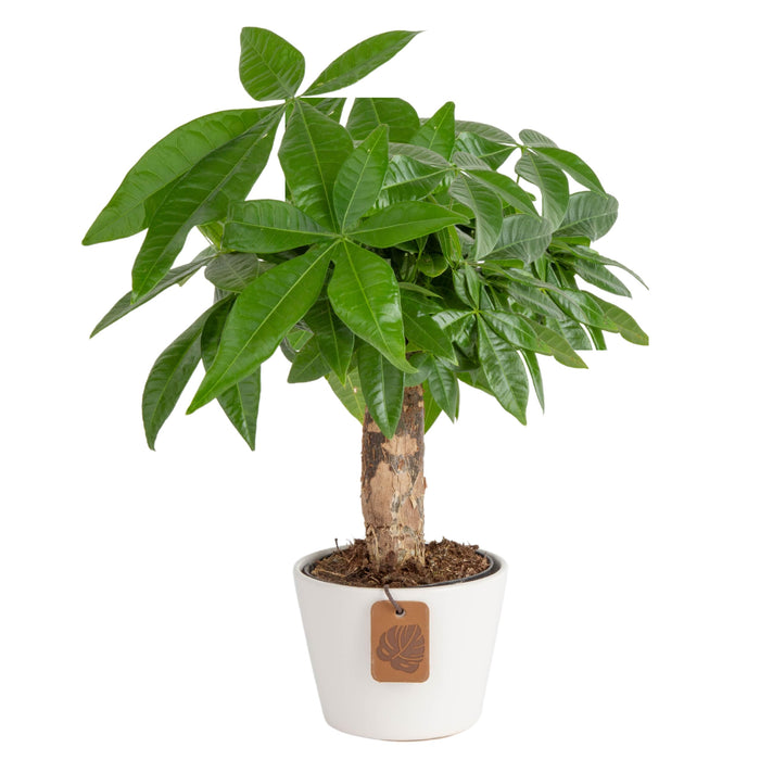 Costa Farms Money Tree Plant, Indoor Live Mini Bonsai, Easy Care Pachira in Modern Decor Planter, Potted in Potting Soil, Great Graduation Gift, Tabletop, Desk, Home Decor, 10-Inches Tall