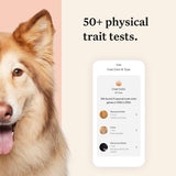 Wisdom Panel Premium Dog DNA Kit: Most Comprehensive with 265+ Health Tests, Identify 365+ Dog Breeds, 50+ Traits, Relatives, Ancestry, Genetic Diversity - 2 Pack