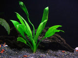 3 Aquatic Plants Bundle | Live Plants for Freshwater Aquariums (3 X Amazon Sword Plants)