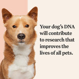 Wisdom Panel Premium Dog DNA Kit: Most Comprehensive with 265+ Health Tests, Identify 365+ Dog Breeds, 50+ Traits, Relatives, Ancestry, Genetic Diversity - 2 Pack