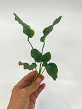 3 Aquatic Plants Bundle | Live Plants for Freshwater Aquariums (3 X Anubias VAR Nana Plants)