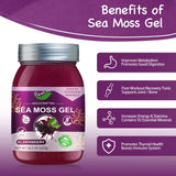 QANLOI Irish Sea Moss Gel-Sea Moss Advanced Superfood with Organic Nature Sea Moss-18.5OZ Seamoss Gel-Sea Moss Supplement (Elderberry)