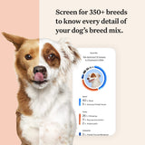 Wisdom Panel Premium Dog DNA Kit: Most Comprehensive with 265+ Health Tests, Identify 365+ Dog Breeds, 50+ Traits, Relatives, Ancestry, Genetic Diversity - 2 Pack