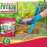 Muriate of Potash 0-0-60 Fertilizer Made in USA - MOP Potassium Plant Food for Indoor/Outdoor Plants & Flower Gardens – Promotes Big Blooms! Fruit, Vegetables, Holistic Herbs, Trees