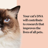 Wisdom Panel Complete: Comprehensive Cat DNA Test kit for 45 Health Genetic Health Conditions, 70+ Breeds and populations, 25+ Traits, Blood Type - 1 Pack