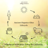 Ancient Organics Ghee, Organic Grass Fed Ghee Butter – Gluten Free Ghee, Clarified Butter, Vitamins & Omegas, Lactose Reduced, 100% Certified Organic, Kosher, USDA Certified – 16 Fl Oz (Pack of 1)