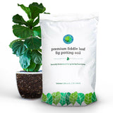 Fiddle Leaf Fig Potting Soil Mix by Fiddle Leaf Fig Plant Resource | Premium Organic Soil with Enhanced Drainage for Fast Growth and Healthy Roots (Large Bag)