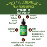 Lymphatic Drainage Drops. Sugar Free 7-in-1 Lymph Detox And Cleanse Support. Vegan Supplement with Echinacea Root, Red Clover Blossom, Burdock/Red Root, Cleavers Herb, Licorice Root, And More!