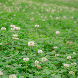 Outsidepride White Dutch Clover Seed for Erosion Control, Ground Cover, Lawn Alternative, Pasture, Forage, & More - 2 LBS